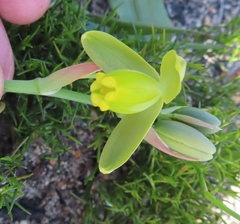 Albuca spiralis
