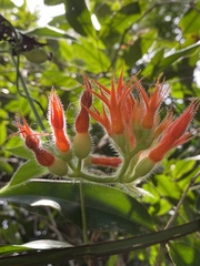 Gurania tricuspidata