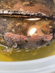 Botrylloides diegensis