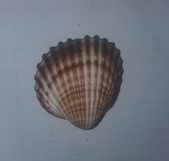 Acanthocardia tuberculata