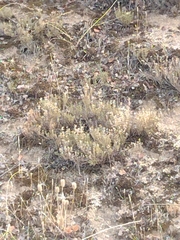 Trifolium angustifolium