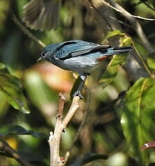 Conirostrum speciosum