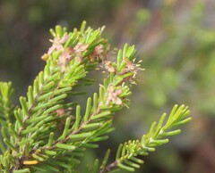 Passerina obtusifolia