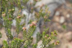 Passerina obtusifolia