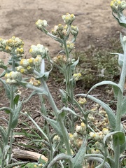 Pseudognaphalium stramineum