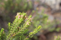 Passerina obtusifolia