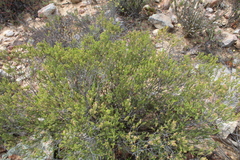 Passerina obtusifolia