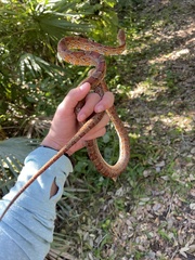 Pantherophis guttatus