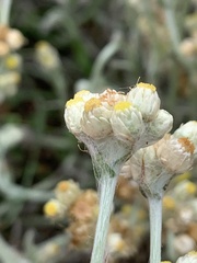 Pseudognaphalium stramineum
