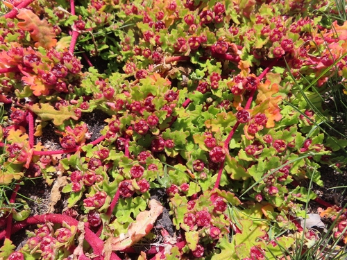 Cleretum herrei (Cleretum herrei)