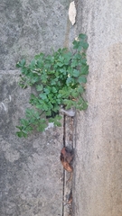 Tanacetum parthenium