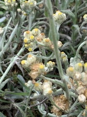 Pseudognaphalium stramineum