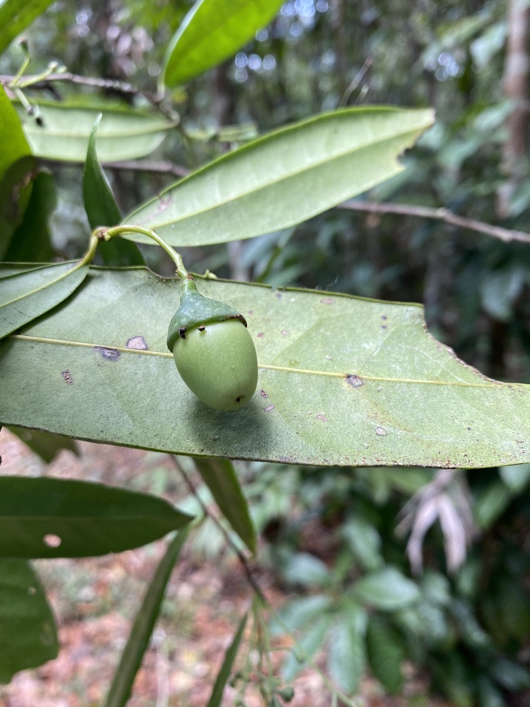 Urbanodendron