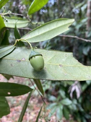 Urbanodendron verrucosum