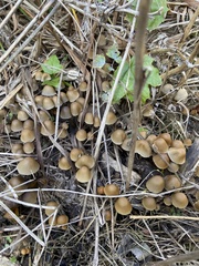 Kuehneromyces