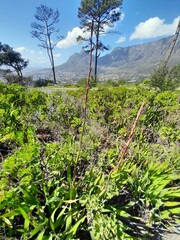 Watsonia meriana