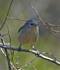 Conirostrum speciosum