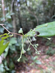 Urbanodendron verrucosum