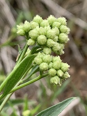 Baccharis glutinosa