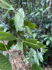 Urbanodendron verrucosum