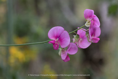 Lathyrus