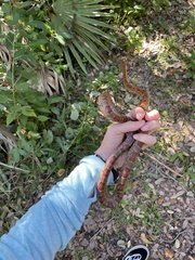 Pantherophis guttatus