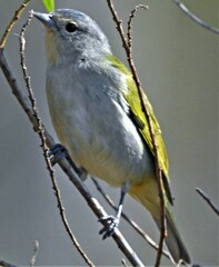 Conirostrum speciosum
