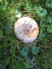 Basidiomycota