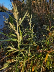 Chenopodium album