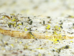 Microcalicium disseminatum