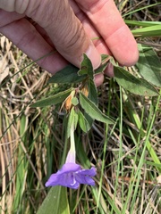 Ruellia humilis
