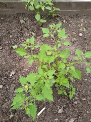 Physalis angulata