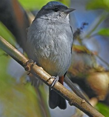 Conirostrum speciosum