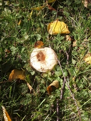 Basidiomycota