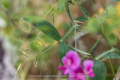 Lathyrus