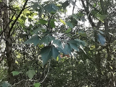 Platanus rzedowskii