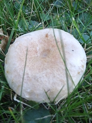 Basidiomycota