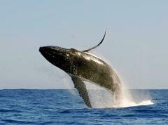 Megaptera novaeangliae australis