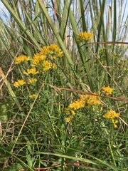 Euthamia leptocephala