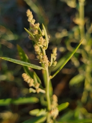 Chenopodium album