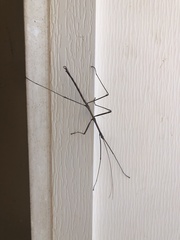 Diapheromera femorata