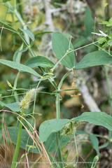 Lathyrus