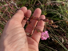 Agalinis heterophylla