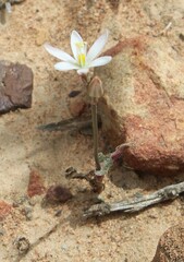 Ornithogalum hispidum