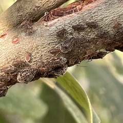 Tuberolachnus salignus