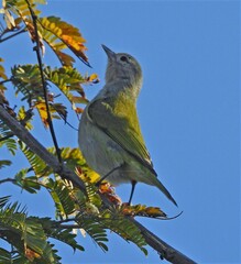 Conirostrum speciosum