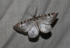 Stamnodes modocata