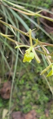 Epidendrum conopseum