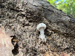 Leucocoprinus cretaceus