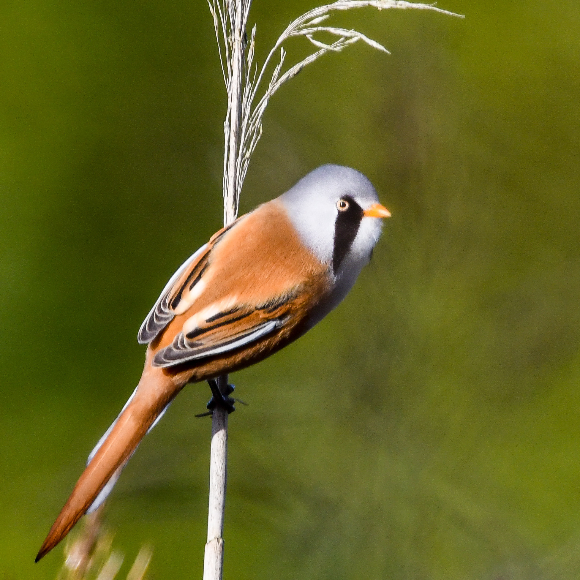 Bearded Tit (Panurus biarmicus)